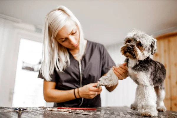 Νεαρή ξανθιά επαγγελματίας groomer αγαπούν τη δουλειά της με το σκυλί yorkshire και όλα τα κατοικίδια ζώα. — Φωτογραφία Αρχείου