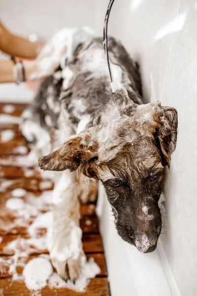 Jovem loiro profissional groomer lavar e limpar o cão pastor alemão no salão cosmetisc animal de estimação. — Fotografia de Stock