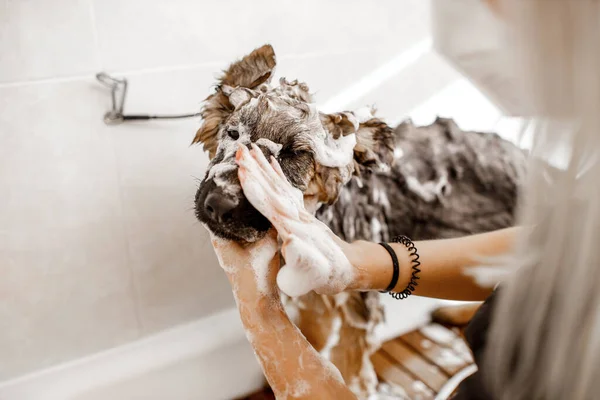 Νεαρή ξανθιά επαγγελματίας groomer πλύνετε και καθαρίστε το γερμανικό τσοπανόσκυλο στο σαλόνι καλλυντικών κατοικίδιων ζώων. Royalty Free Εικόνες Αρχείου