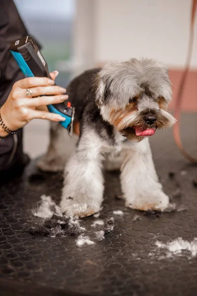 Ung blond professionell trimmare älskar sitt jobb med Yorkshire hund och alla husdjur. — Stockfoto