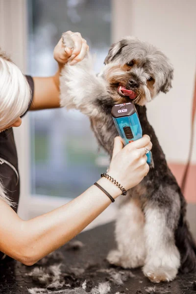 Νεαρή ξανθιά επαγγελματίας groomer αγαπούν τη δουλειά της με το σκυλί yorkshire και όλα τα κατοικίδια ζώα. — Φωτογραφία Αρχείου