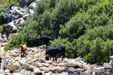Ege Denizi 'ndeki Türk Kamelya adasındaki dağ keçileri, dağların ve turkuazın muhteşem manzarası