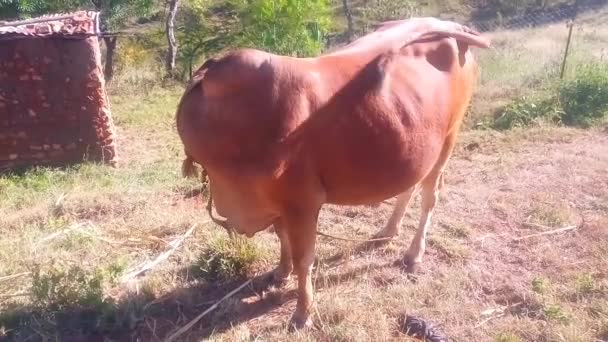 牛は顔を正面に向け 尻尾を振って 耳で映像を打ちながら追いかける 牛はロープで結ばれている 放牧場 乾いた草 田舎側だ ビデオクリップ — ストック動画
