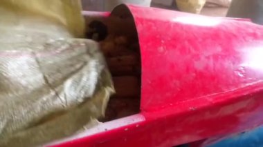 Bir adamın elleri mısır kabuğu makinesini mısır tarağı görüntüleriyle besliyor. Kapatın. Bir sürü mısır. Video klibi.