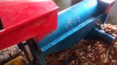 Çekimden sonra kırmızı ve mavi olan Sheller makinesi. Yere mısır koçanı yığını yığıldı. Video klip kaydı. Ekipman.