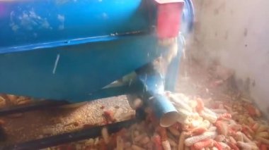 Mısır koçanları mısır kabuğu makinesinden çıkarılıyor. Süreklilik süreci. Parçalayıcı. Ürün üretimi. Video klibi.