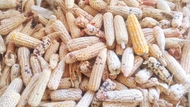 Kukorica Sok Halmozott Kézzel Tartott Diavetítés Videó Felvétel Kukorica Főleg — Stock videók