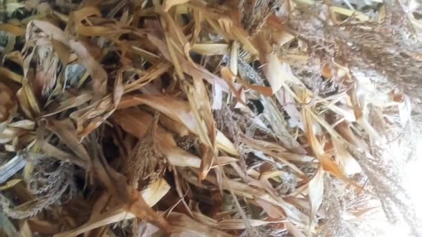 一堆玉米秸秆 石灰滑行镜头 一堆干枯的玉米植物视频剪辑 有机污染物 — 图库视频影像