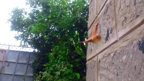 Pequeño Pequeño Lindo Caracol Colgando Balanceándose Boca Abajo Una Cadena — Vídeo de stock