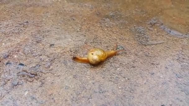 Tiny Cute Snail Moving Snail Pace Slowly Going Rough Ground — Stock Video