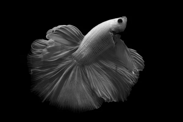 Betta pescado aislado sobre fondo negro — Foto de Stock