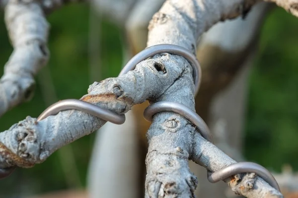 Bonsai árvore Arame embrulhado — Fotografia de Stock