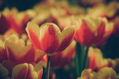 Filtre etkisi retro vintage tarzı çiçeklerle