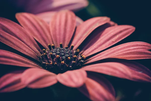 フィルター効果のレトロなビンテージ スタイルの花 — ストック写真