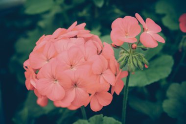 Filtre etkisi retro vintage tarzı çiçeklerle