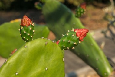 Çöldeki Yeşil Kaktüsün üzerindeki Turuncu Çiçek