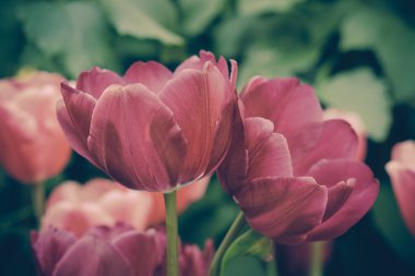 Filtre etkisi retro vintage tarzı çiçeklerle