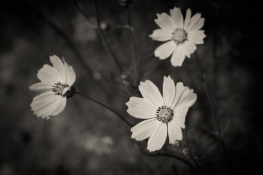 Filtre etkisi retro vintage tarzı çiçeklerle