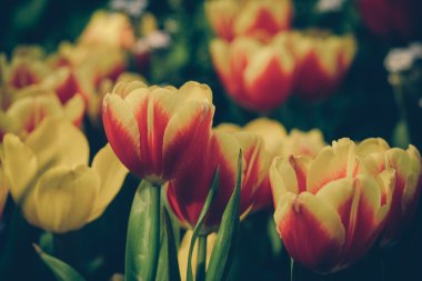 Filtre etkisi retro vintage tarzı çiçeklerle