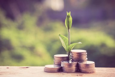 Para ve el ile filtre etkisi retro vintage tarzı ile bitki