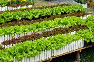 sebze dekore dikey Bahçe fikir şehir