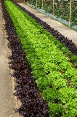 Sebze bahçesinde dünya dışında büyüyen