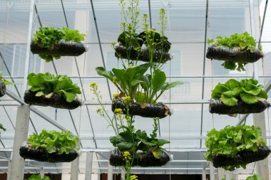 sebze dekore dikey Bahçe fikir şehir