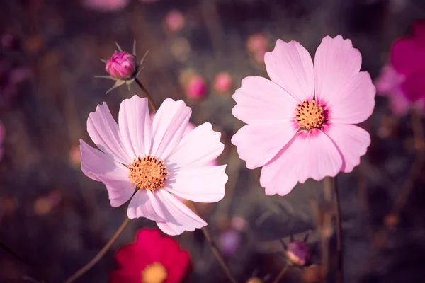 Blumen mit Filtereffekt im Retro-Vintage-Stil — Stockfoto