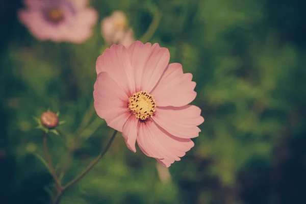 Flores com efeito de filtro estilo vintage retro — Fotografia de Stock