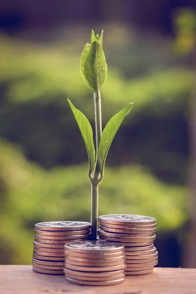 Money and plant with hand with filter effect retro vintage style — Stock Photo, Image