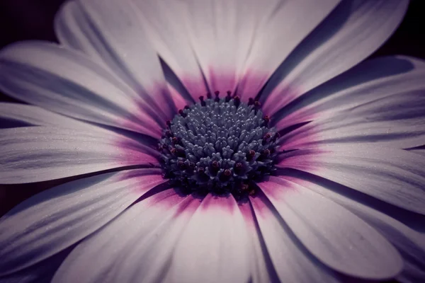 フィルター効果のレトロなビンテージ スタイルの花 — ストック写真