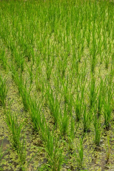 Verdure che crescono dalla terra nell'orto — Foto Stock