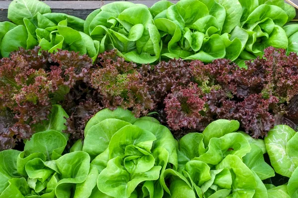 Vegetables growing out of the earth in the garden — Stock Photo, Image