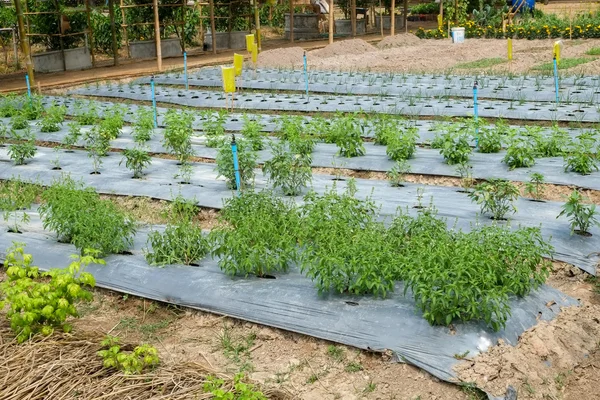 Hortalizas que crecen de la tierra en el jardín —  Fotos de Stock