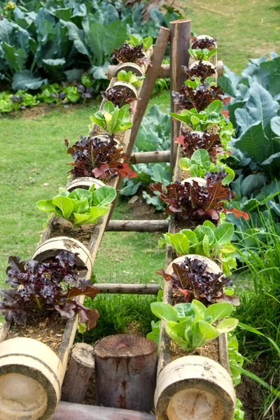 vegetable in decorated vertical garden Idea in the city