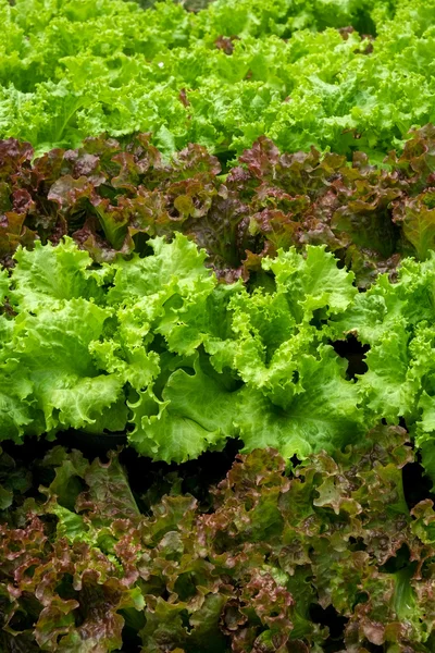 Vegetables growing out of the earth in the garden — Stock Photo, Image