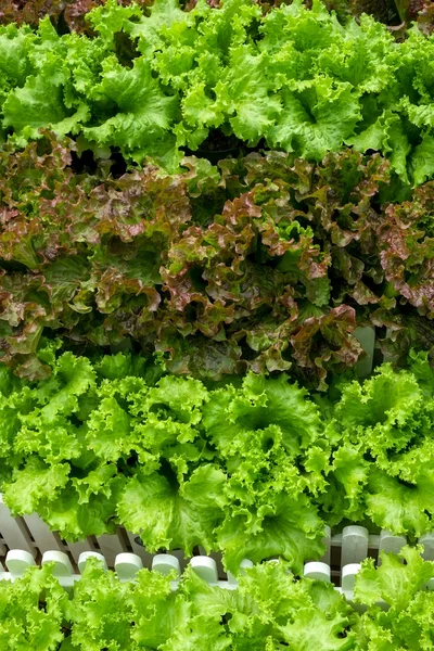 Vegetables growing out of the earth in the garden — Stock Photo, Image