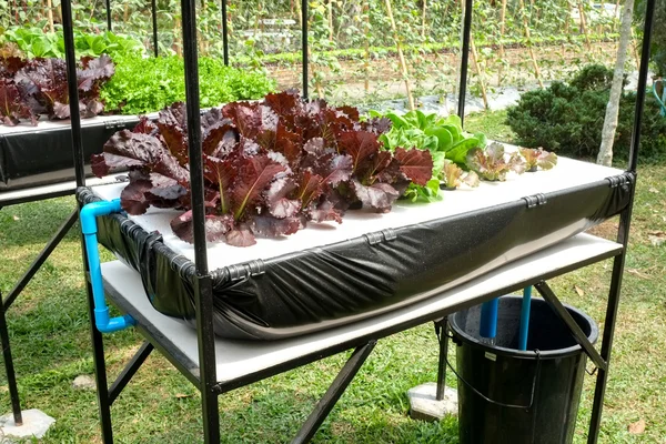 Plantaardige in ingerichte verticale tuin idee in de stad — Stockfoto