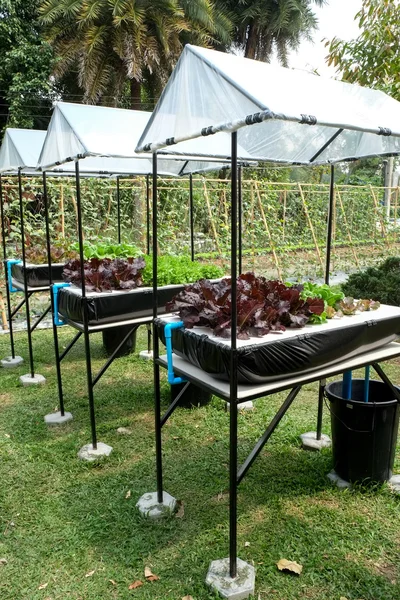 Warzyw w zdobione pionowe pomysł ogród w mieście — Zdjęcie stockowe