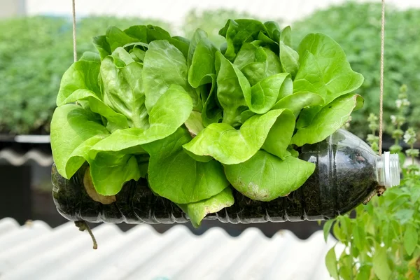 Vegetal em jardim vertical decorado Idéia na cidade — Fotografia de Stock