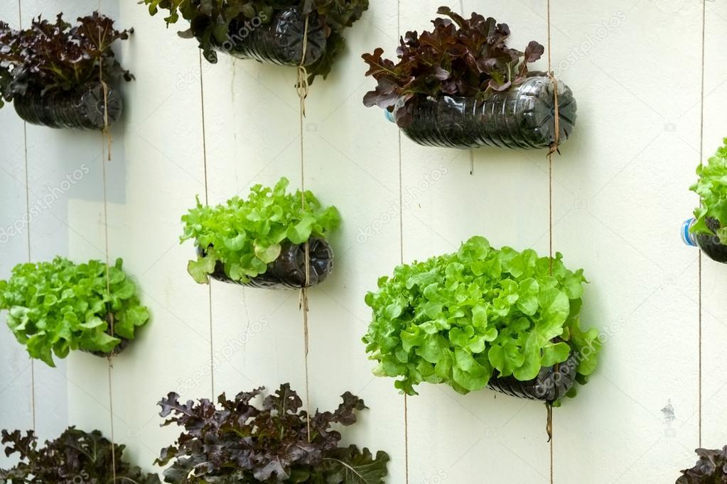 vegetable in decorated vertical garden Idea in the city