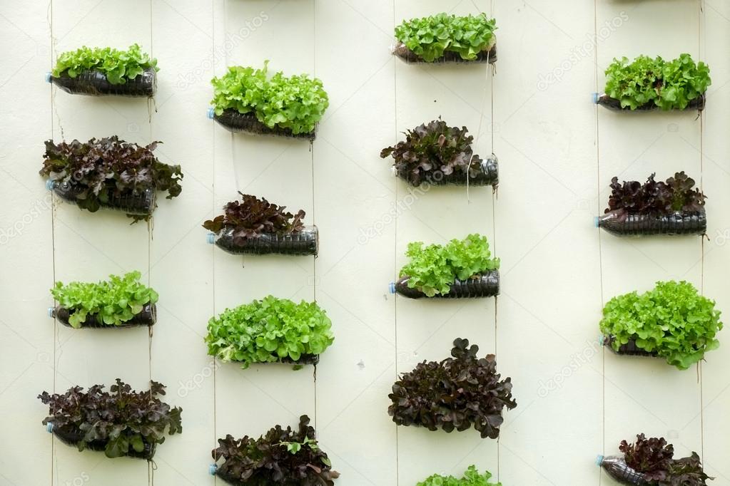 vegetable in decorated vertical garden Idea in the city