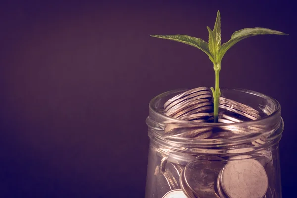 Plant growing out of coins with filter effect retro vintage style — Stock Photo, Image