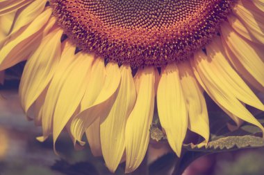 Ayçiçeği filtre etkisi retro vintage tarzı ile