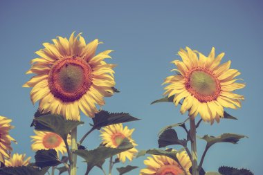 Ayçiçeği filtre etkisi retro vintage tarzı ile