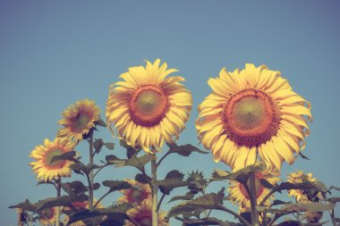 Ayçiçeği filtre etkisi retro vintage tarzı ile