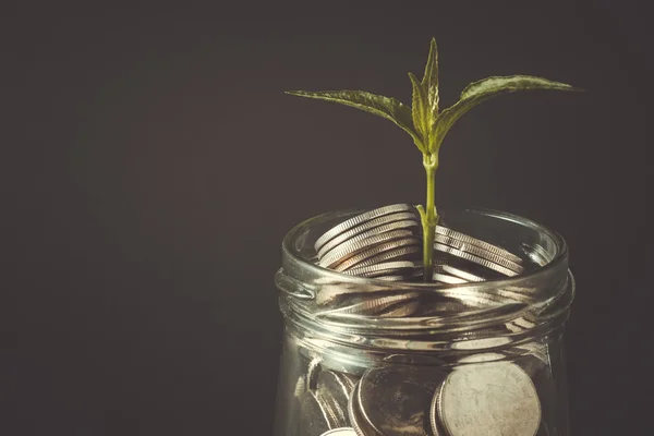 Plant growing out of coins with filter effect retro vintage style — Stock Photo, Image