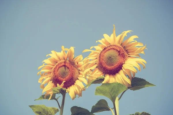 Girasole con effetto filtro retrò stile vintage — Foto Stock