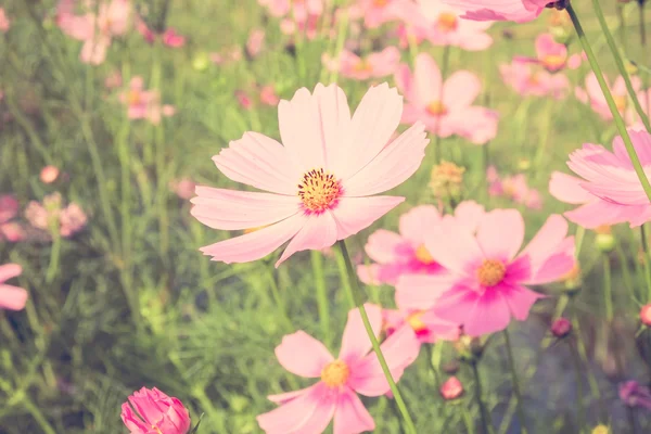 Blumen mit Filtereffekt im Retro-Vintage-Stil — Stockfoto