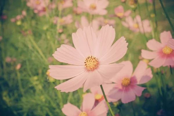 Blumen mit Filtereffekt im Retro-Vintage-Stil — Stockfoto
